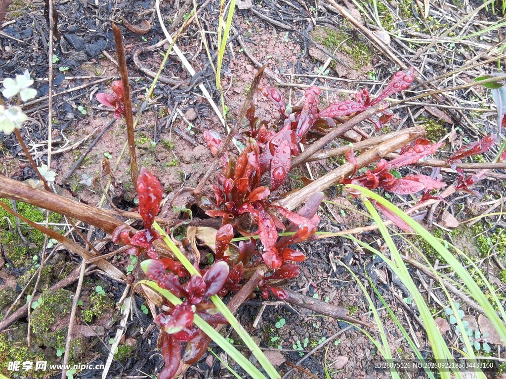 紅色植物特寫