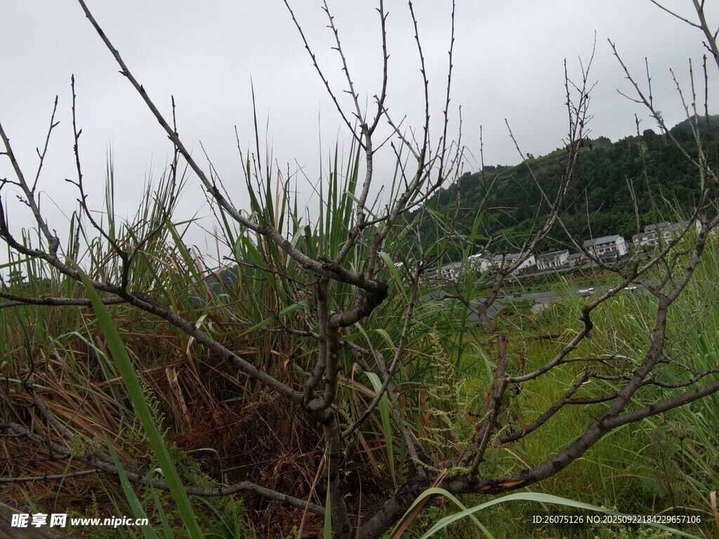 野外草木與遠山景色