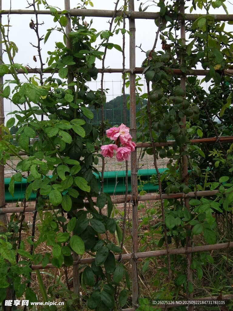 鐵架上綻放的嬌艷花朵