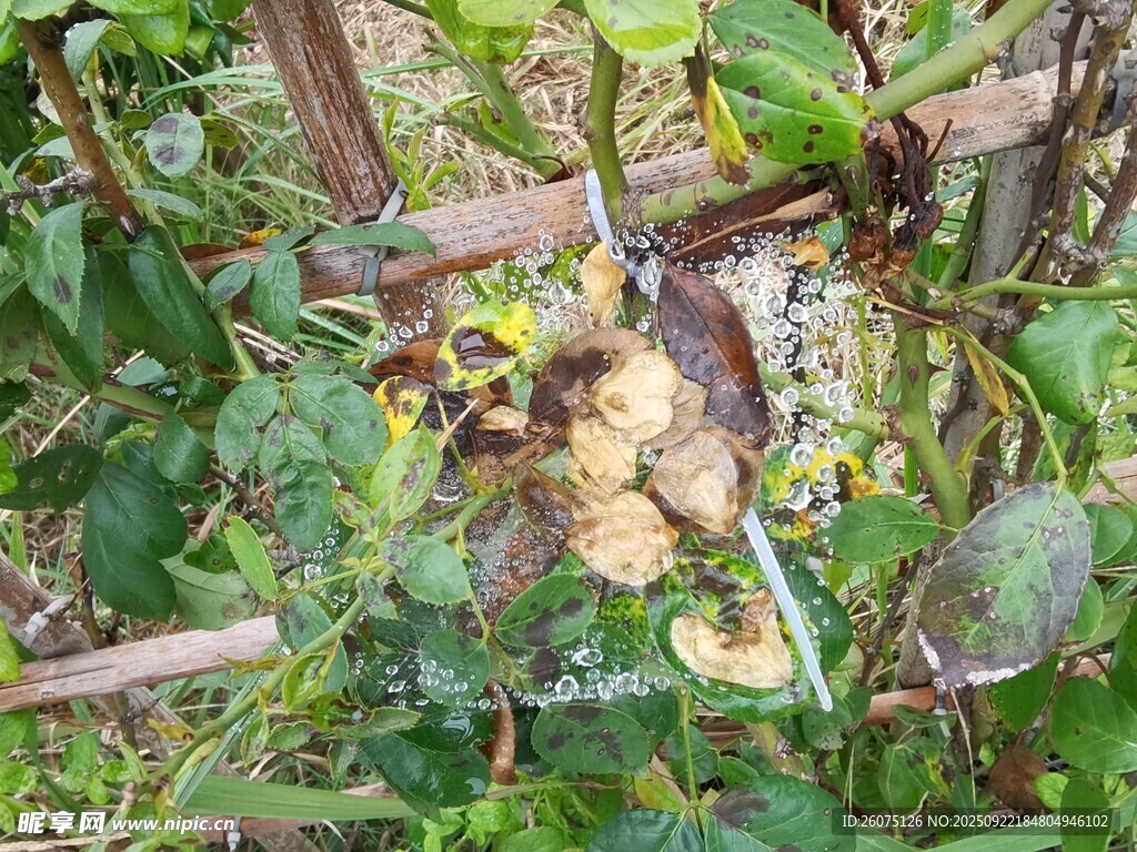 枯葉上的晶瑩水珠