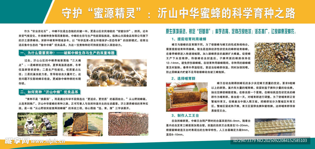 核心育種 蜜蜂