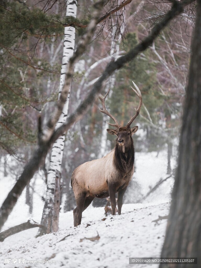 雪地中站立的麋鹿