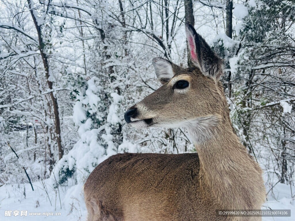 雪地中的優(yōu)雅小鹿