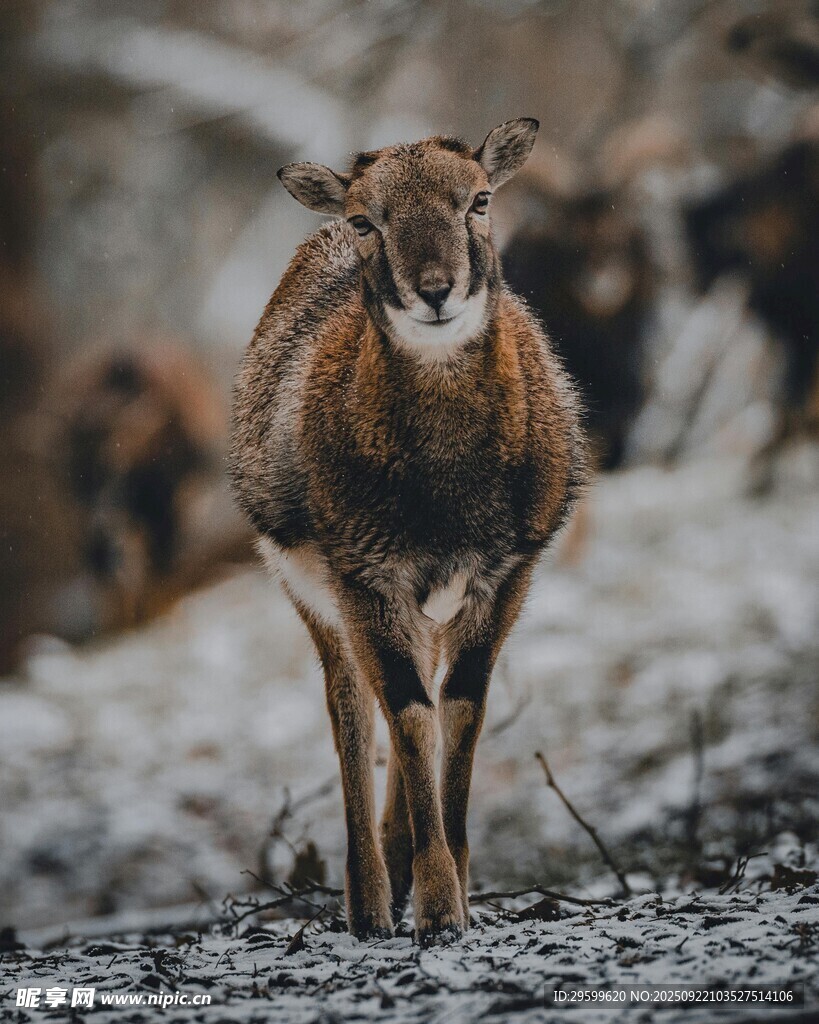 雪地中獨行的野生山羊