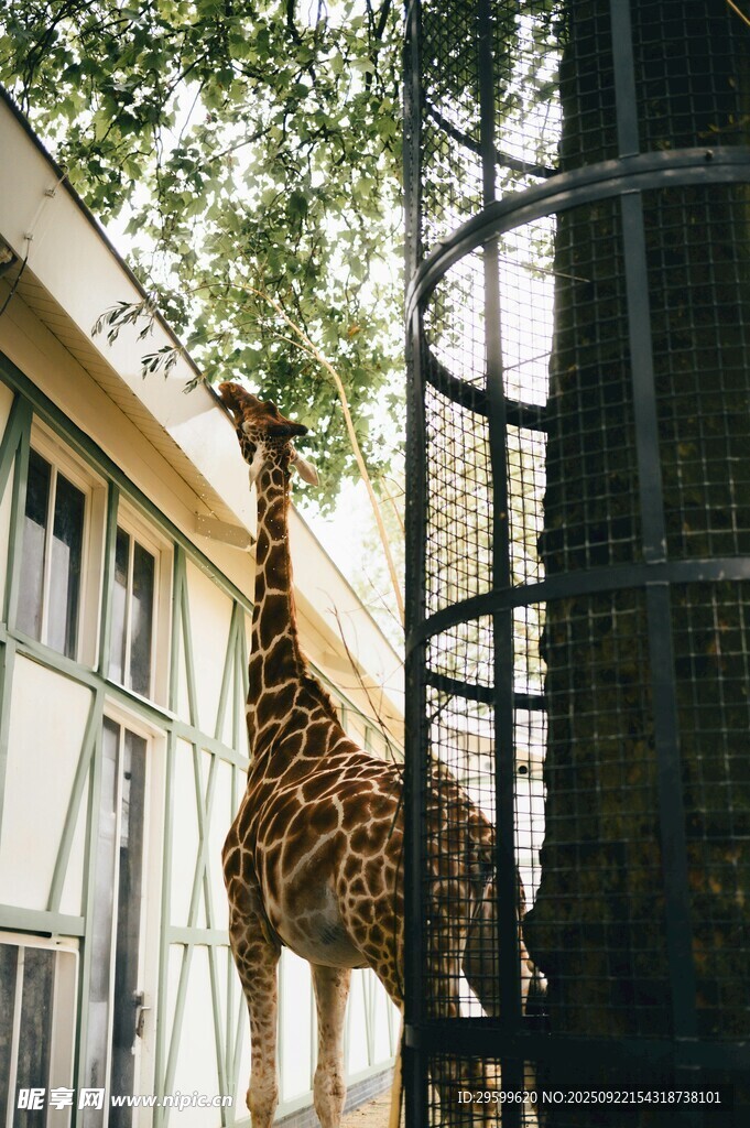 動物園中長頸鹿仰頭望樹葉