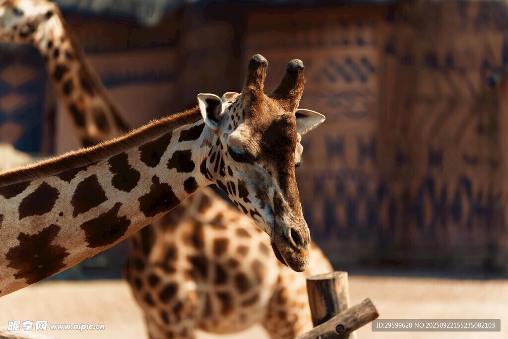 動物園里的長頸鹿