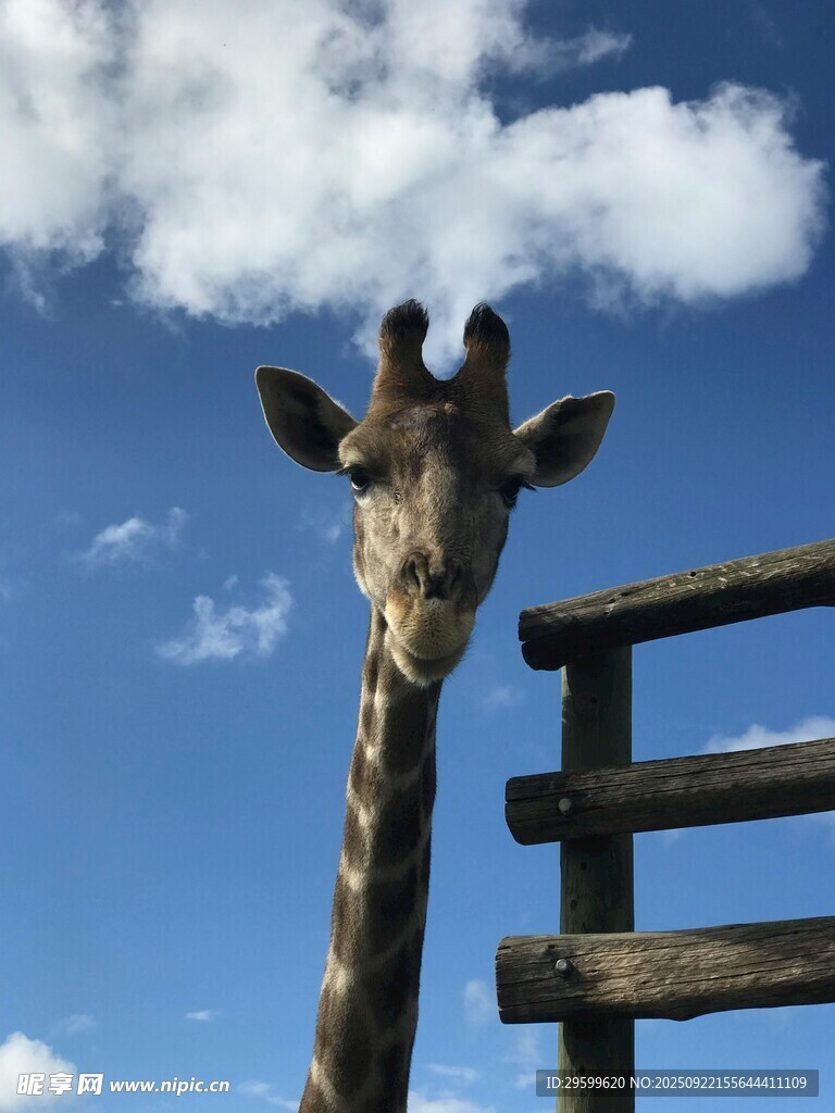 長頸鹿探頭望圍欄外