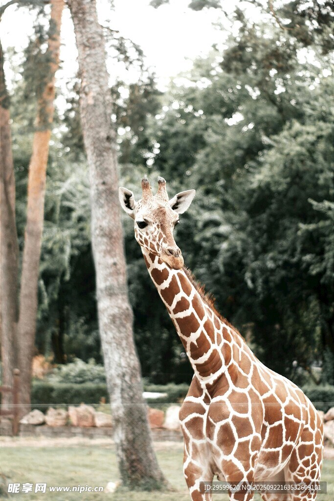 動物園中站立的長頸鹿
