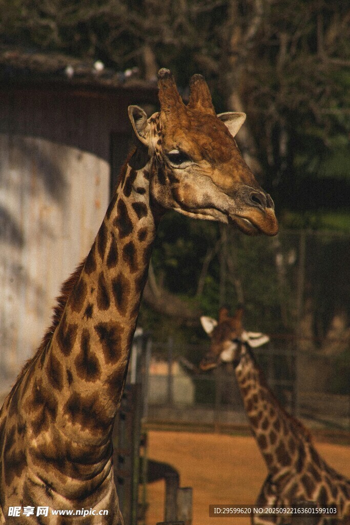 動物園中大小長頸鹿同框