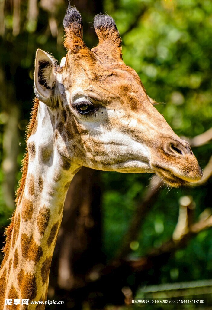 動物園里的長頸鹿特寫