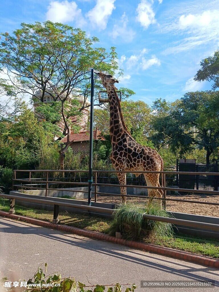 動物園內(nèi)的長頸鹿景觀
