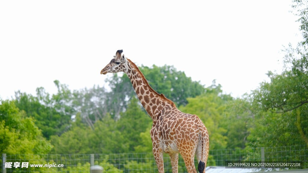 動(dòng)物園中站立的高大長頸鹿