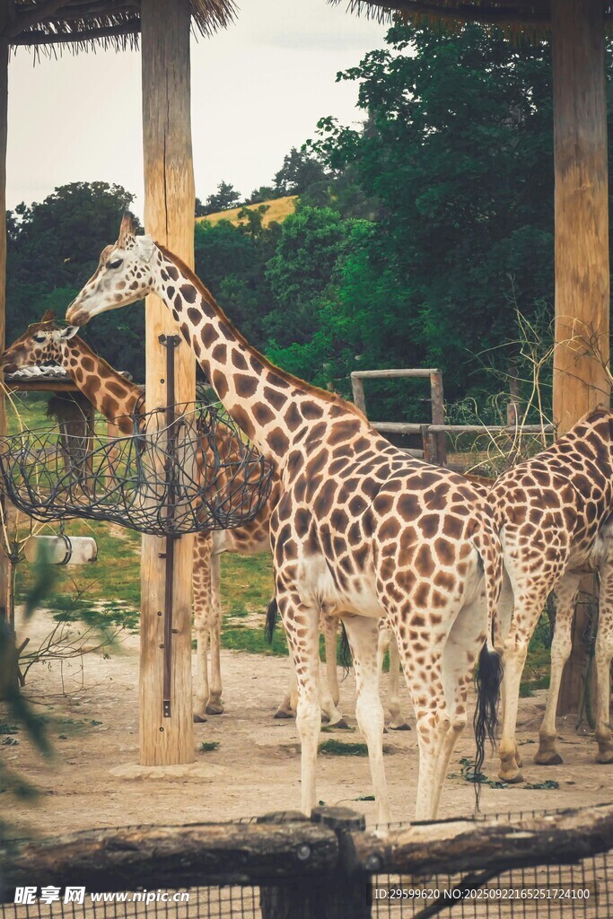 動物園中站立的幾只長頸鹿