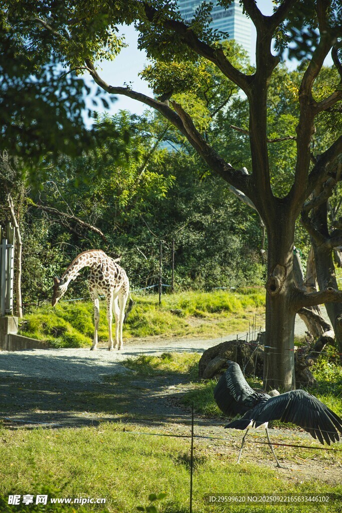 動物園中悠閑的長頸鹿