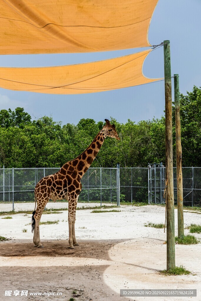 動物園中站立的長頸鹿