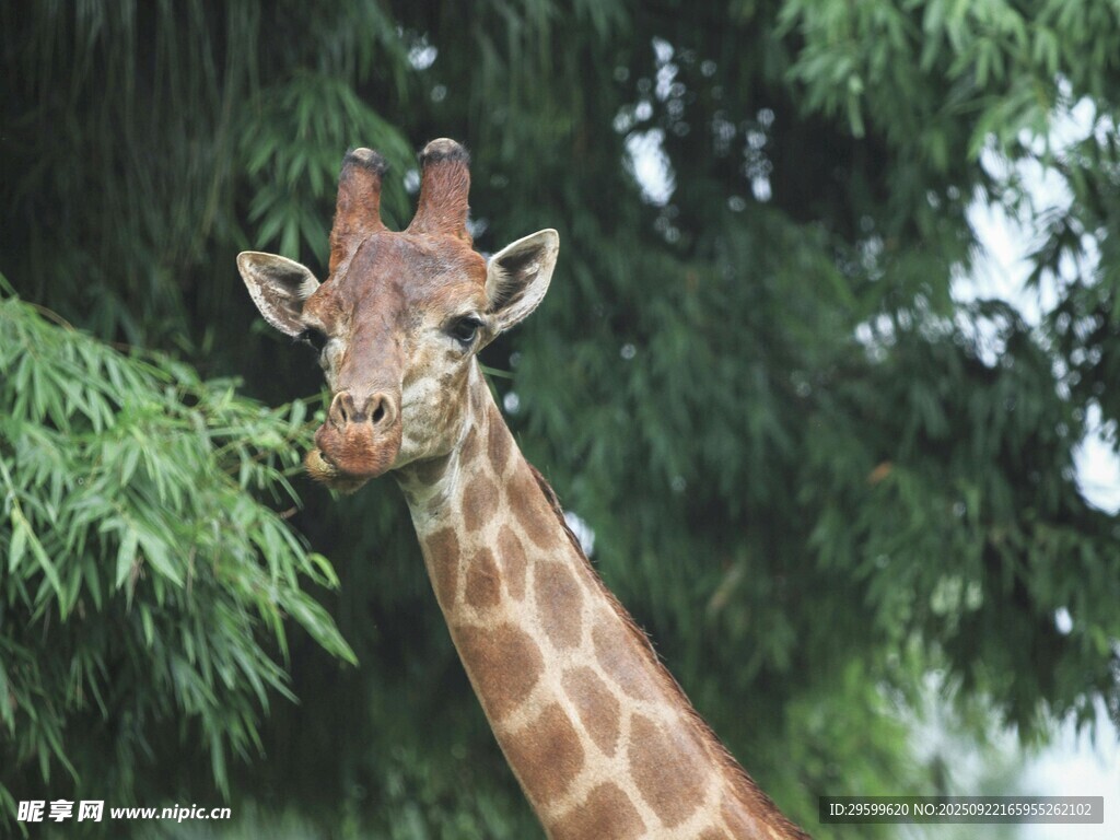 長(zhǎng)頸鹿于綠蔭間悠然探頭