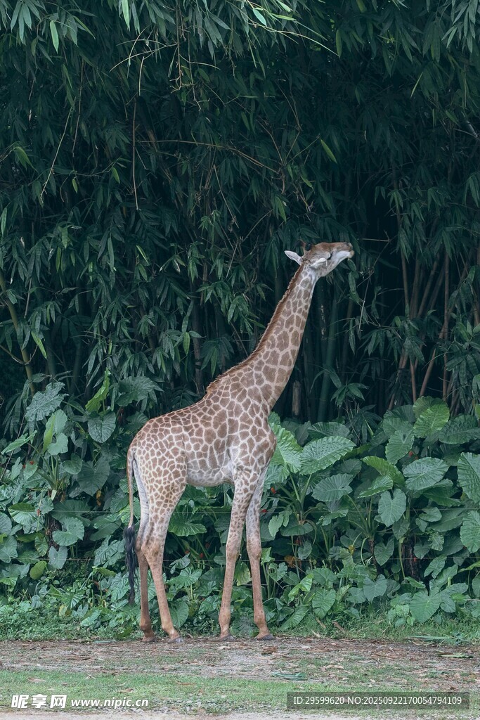 長頸鹿于綠植間仰頭進食