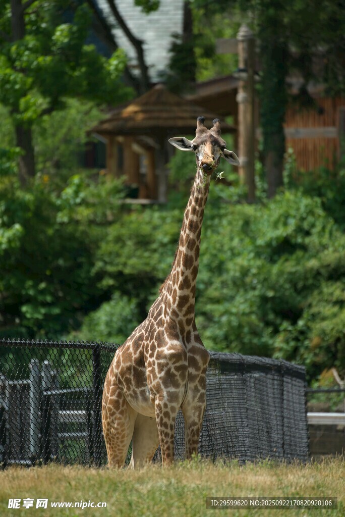 動物園中站立的長頸鹿