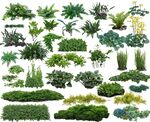 多樣綠植集合