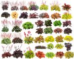 多樣色彩植物集合展示