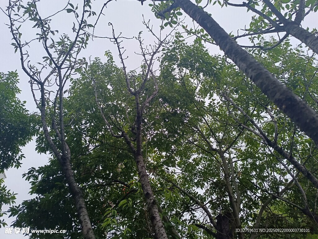 繁茂樹林中的高大樹木