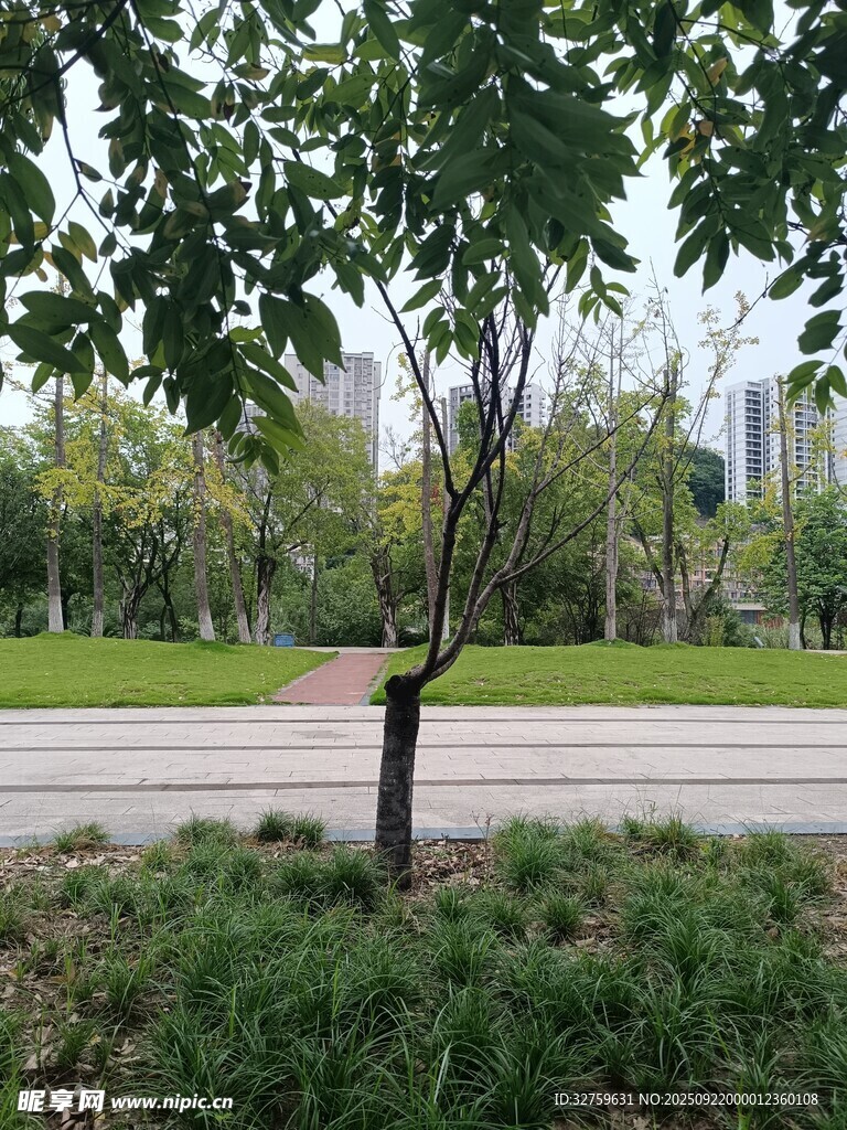 公園中的綠樹與開闊道路