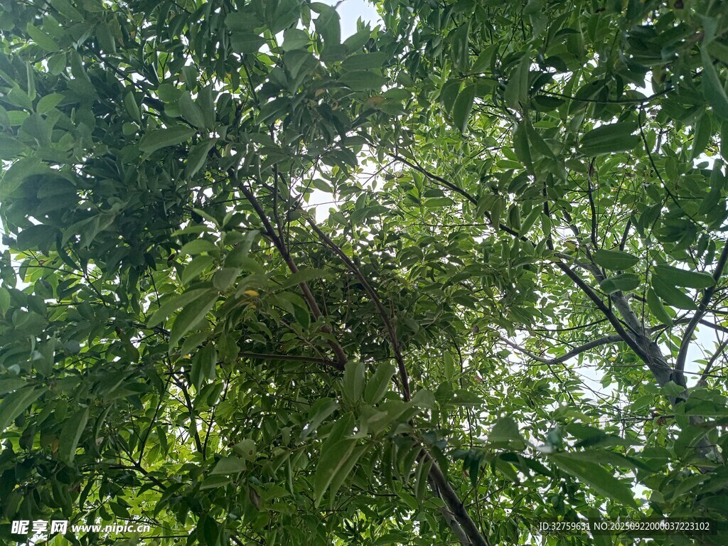 夏日林間繁茂綠樹景象