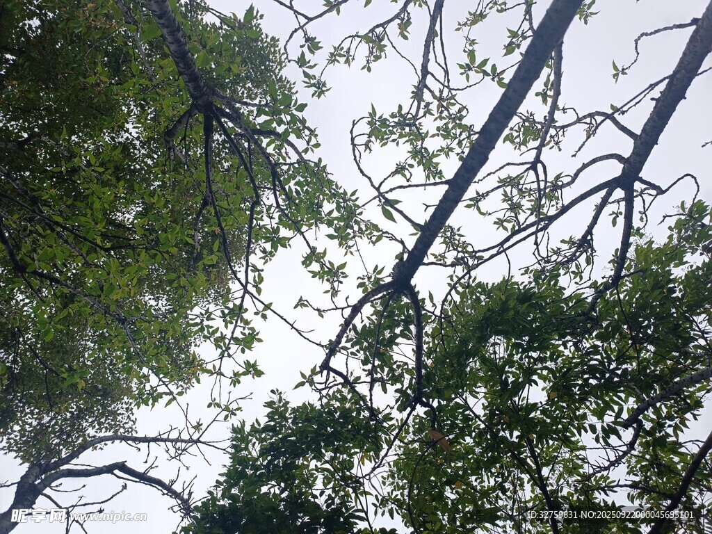 仰視繁茂樹枝與天空