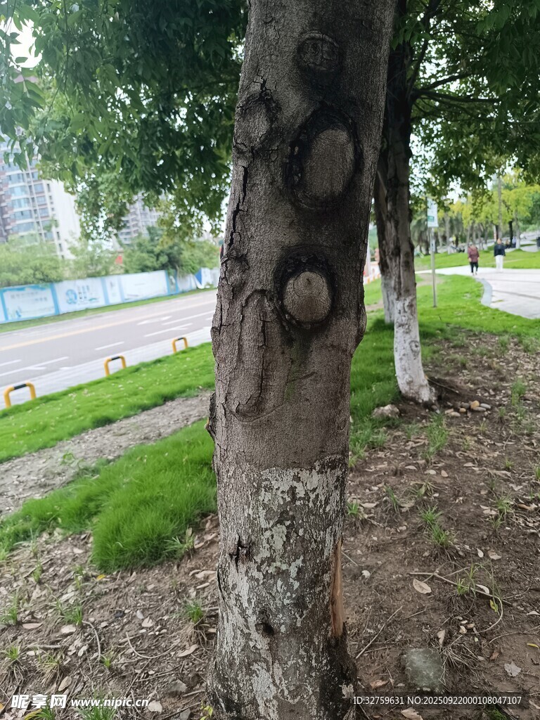 樹干紋理特寫