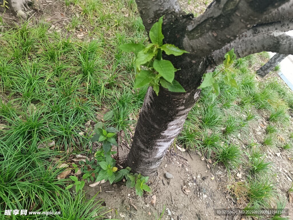 樹(shù)干旁新生的嫩綠枝葉