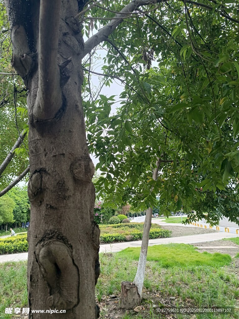 樹干上奇特的自然紋理