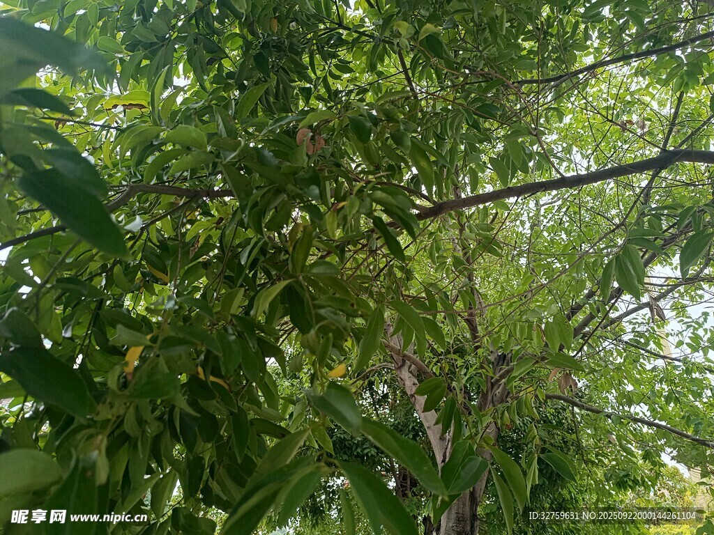 繁茂綠樹(shù)間的自然景致
