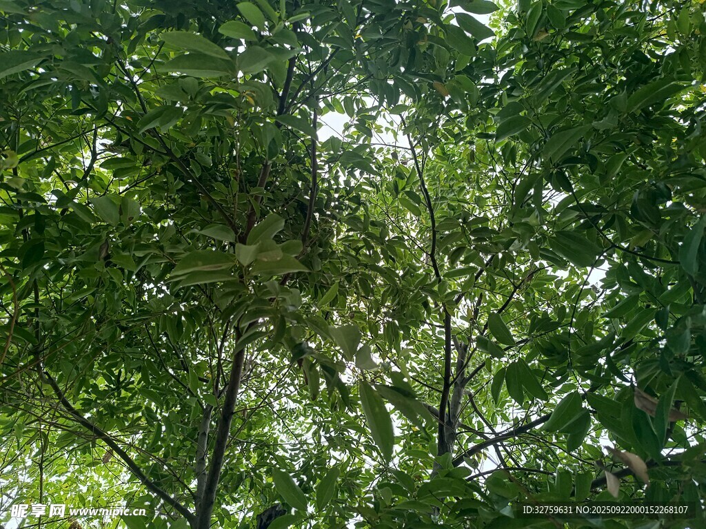仰視茂密樹林綠意盎然