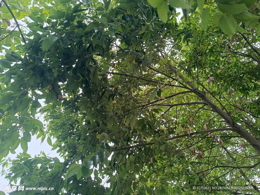 仰視茂密翠綠的樹(shù)木枝葉