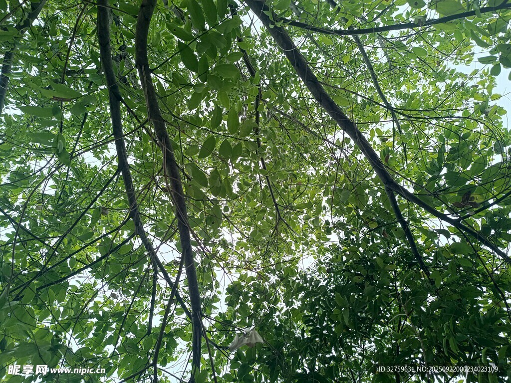 仰視繁茂枝葉
