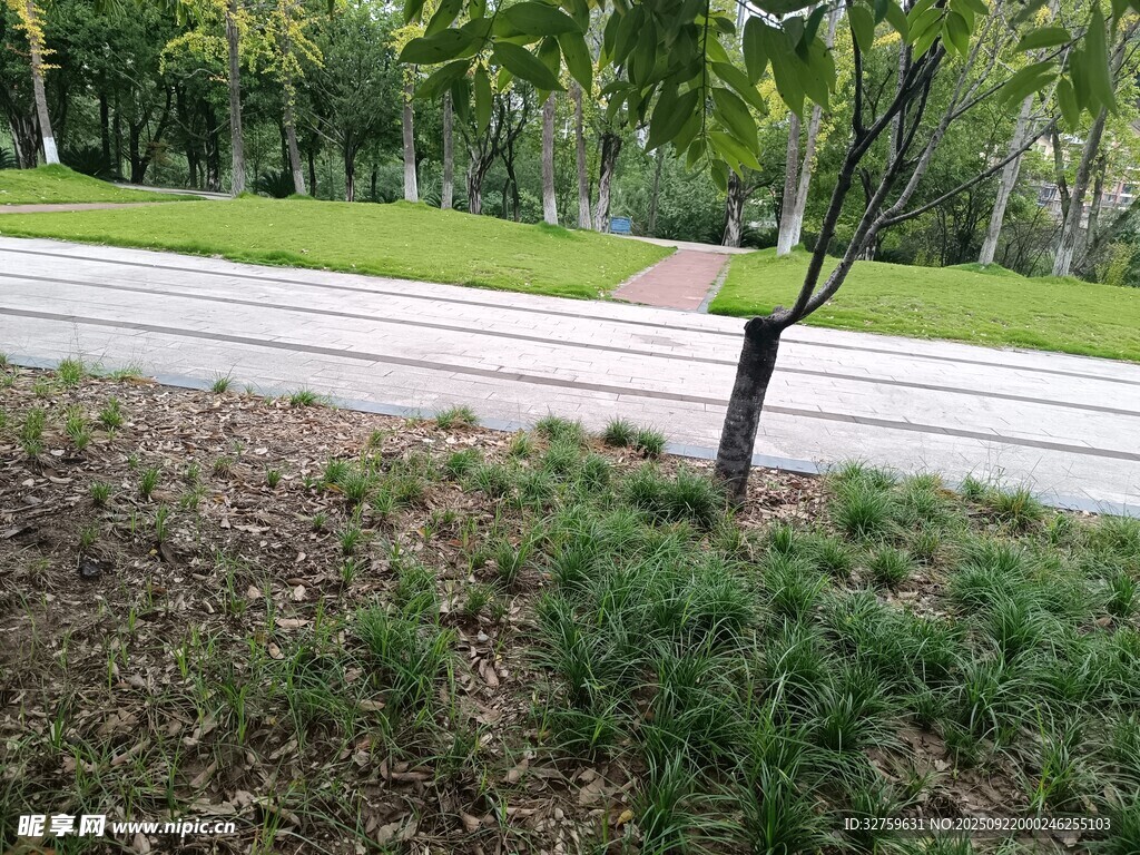 路邊綠樹與草地景致