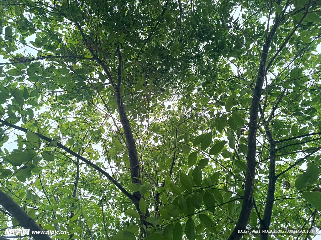 仰視茂密枝葉間的天空