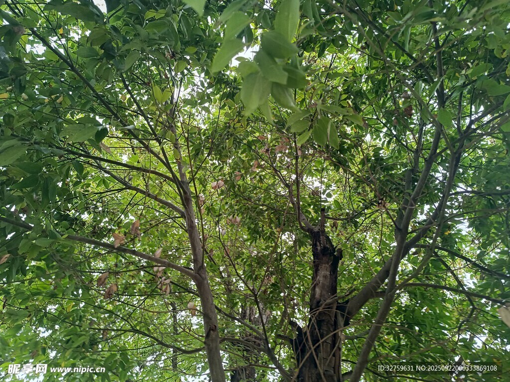 茂密樹林中的高大樹木
