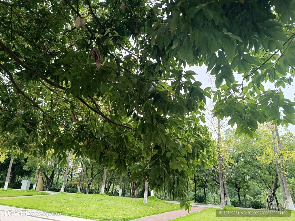綠蔭下的靜謐公園景致