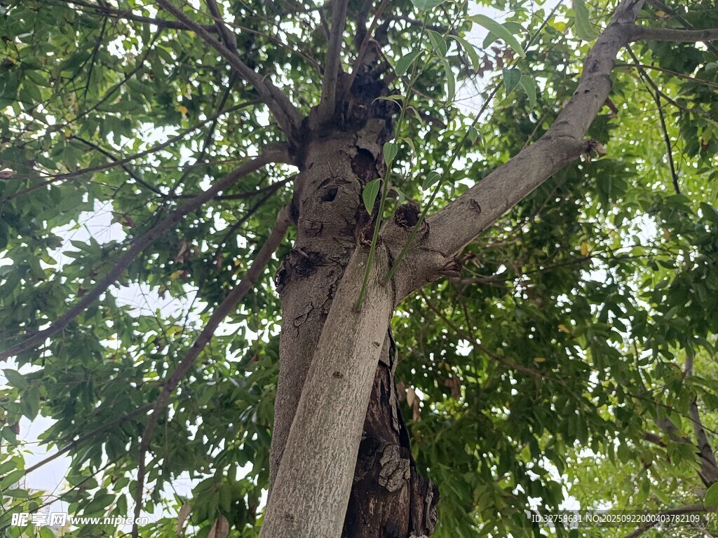 繁茂大樹展現(xiàn)自然生命力