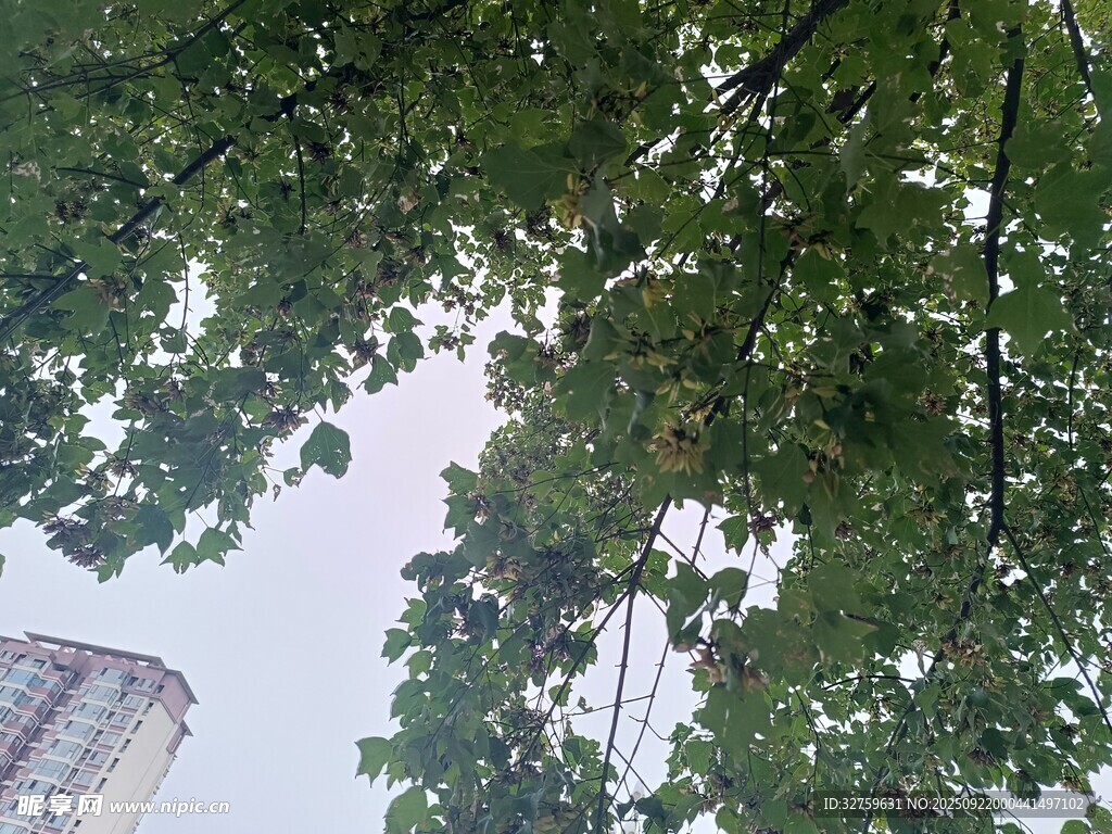 仰視綠樹與高樓