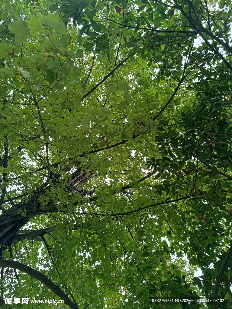 繁茂綠樹展現(xiàn)自然生機