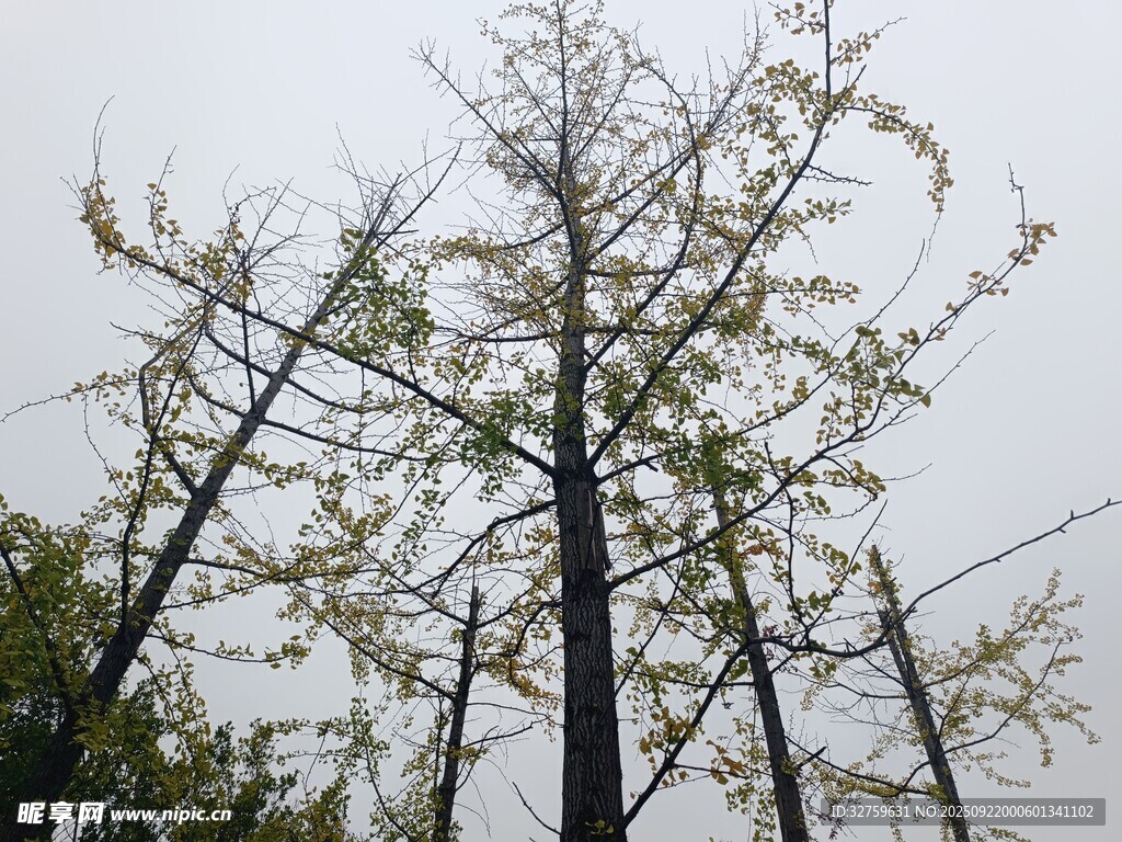 枯樹新綠的自然景象