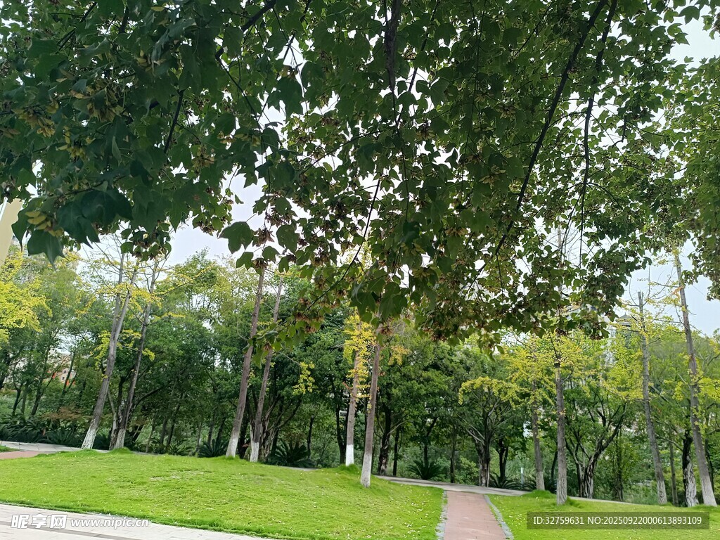 公園綠蔭下的寧?kù)o小徑