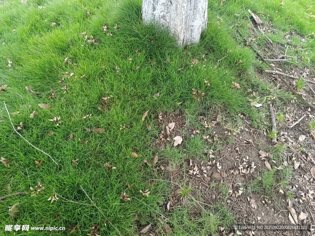 草地中的白色物體