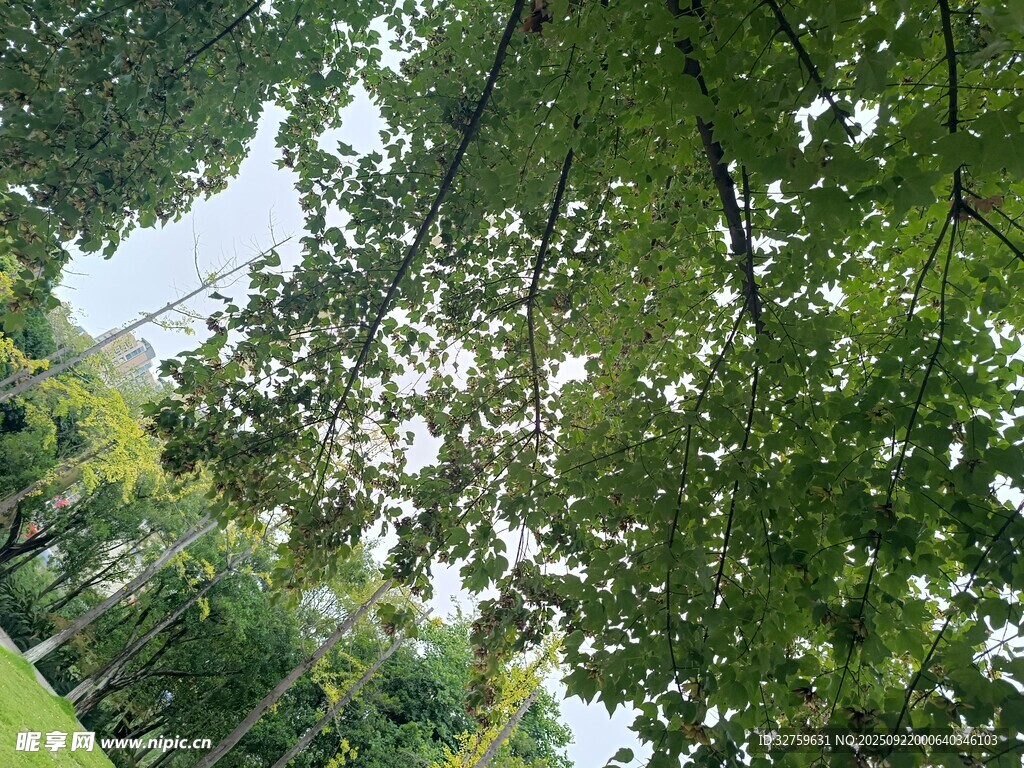 綠蔭下的清新自然景致