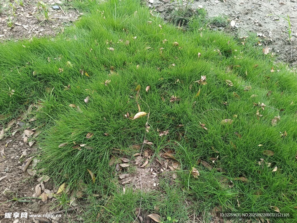 地面上的一叢嫩綠青草