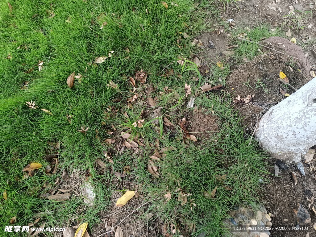 草地旁的白物
