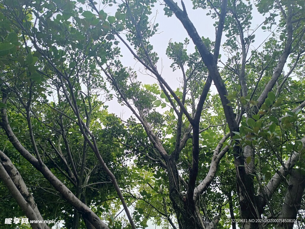 繁茂樹(shù)林中的交錯(cuò)樹(shù)枝