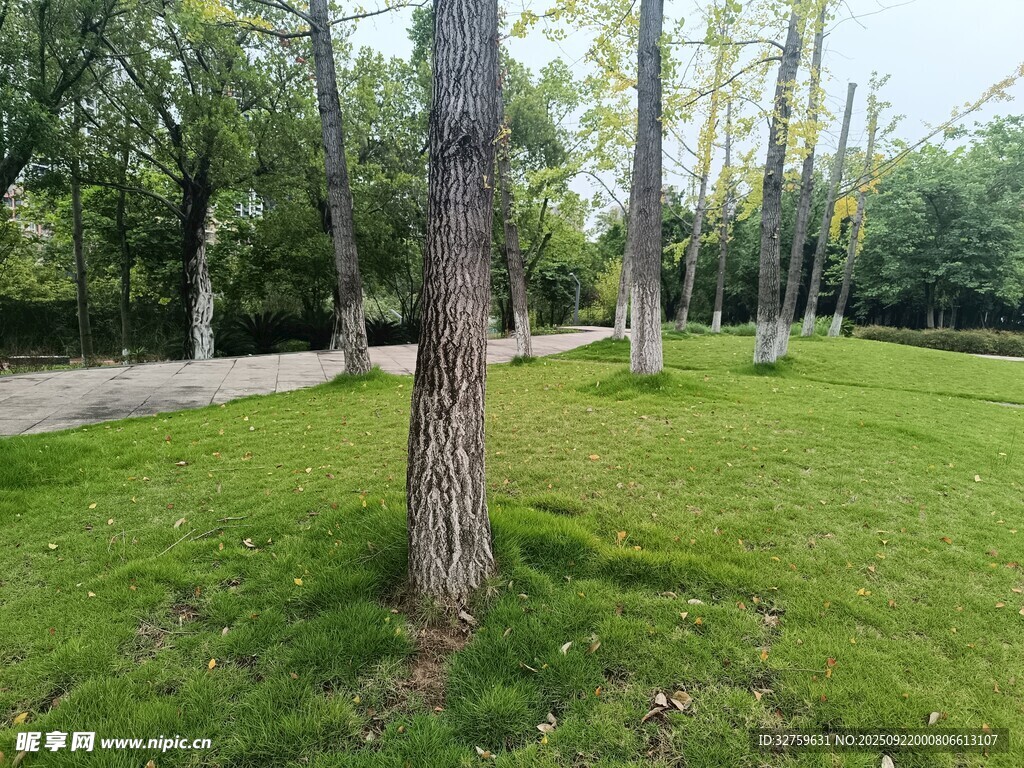 林間草地